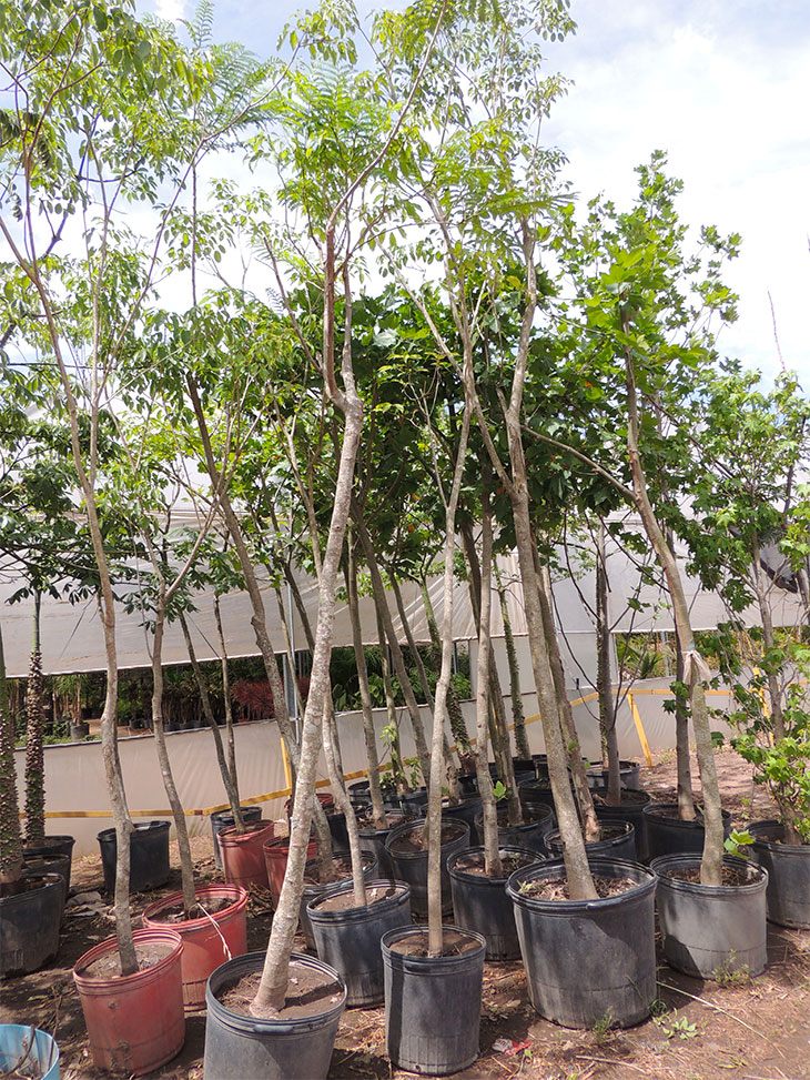 Verde Avellaneda: el Municipio planta 10.000 árboles en todos los barrios